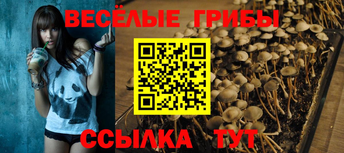 Псилоцибиновые грибы Psilocybe  Вход с VPN  Каспийск  Псилоцибиновые грибы Psilocybe 