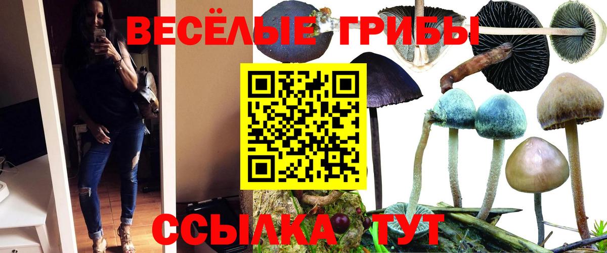 Псилоцибиновые грибы Cubensis Каспийск